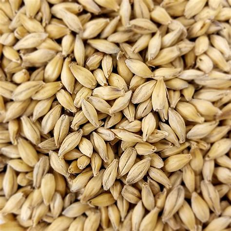 where to find malted barley.